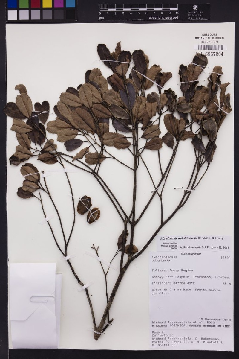 Abrahamia delphinensis