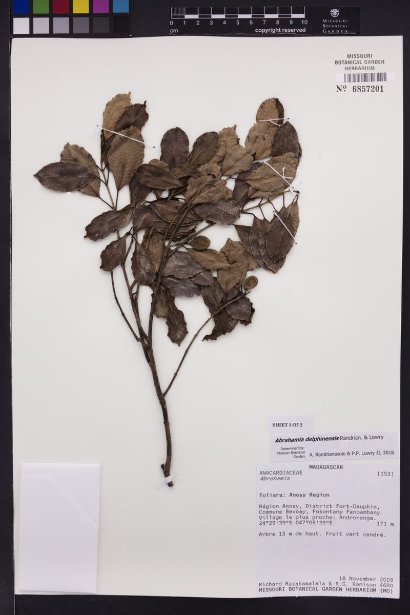 Abrahamia delphinensis photo 2