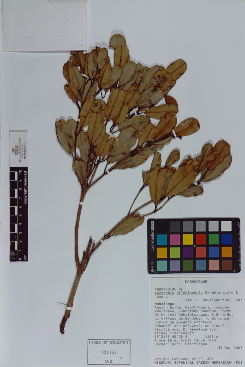 Abrahamia delphinensis photo 3
