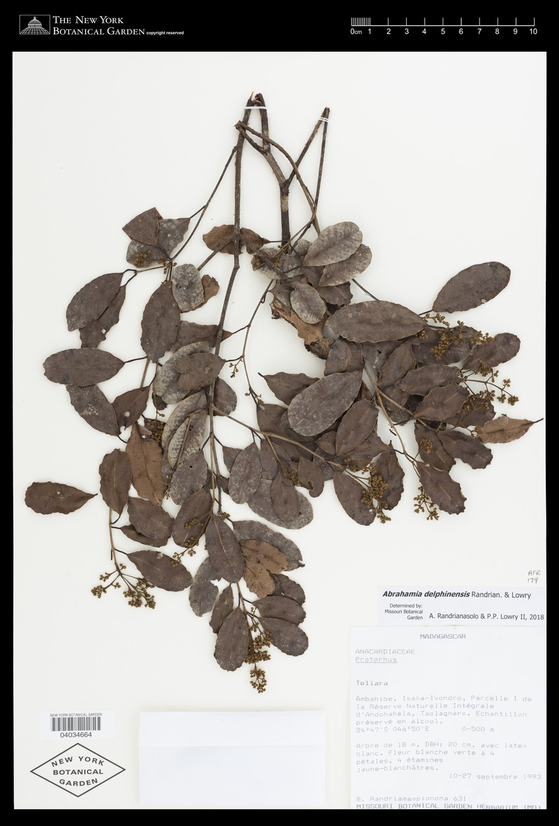 Abrahamia delphinensis photo 4