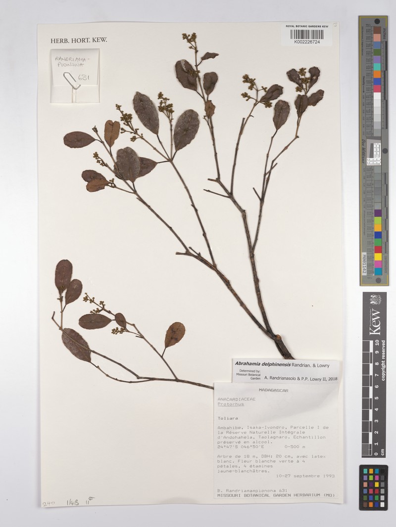 Abrahamia delphinensis photo 5