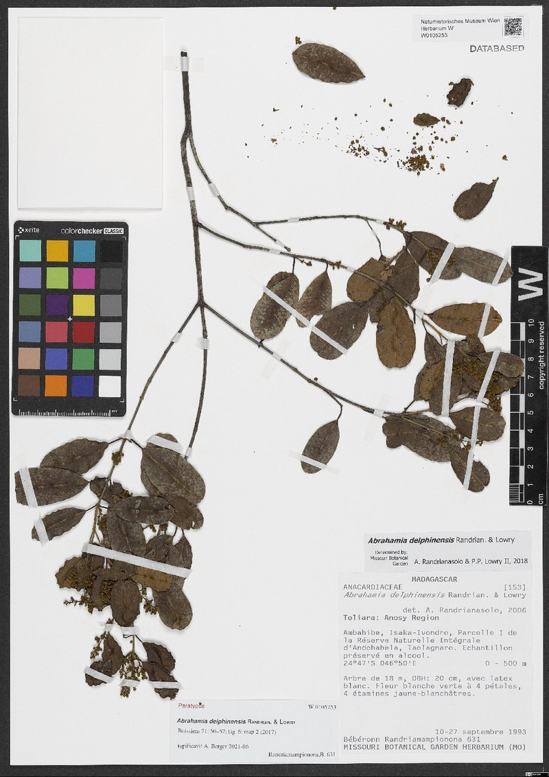 Abrahamia delphinensis photo 6