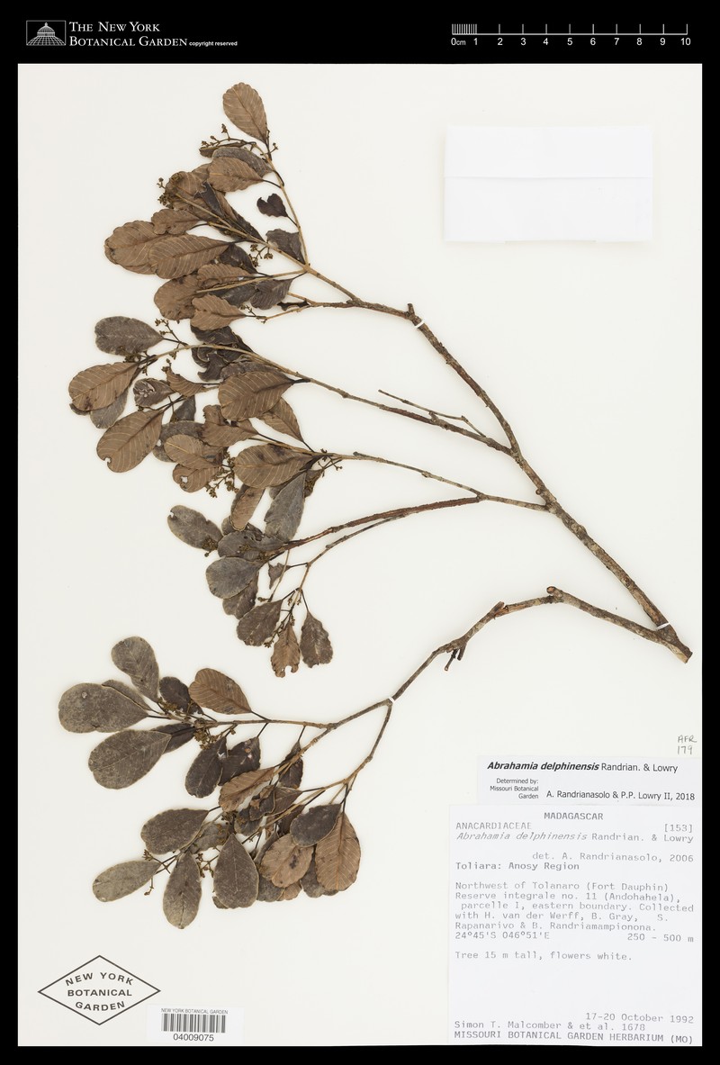Abrahamia delphinensis photo 7