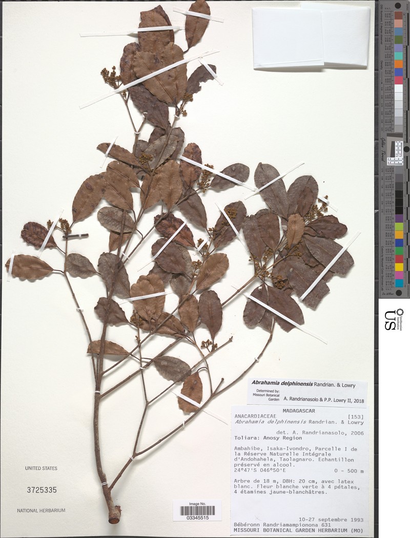 Abrahamia delphinensis photo 8