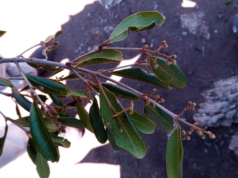 Abrahamia ditimena