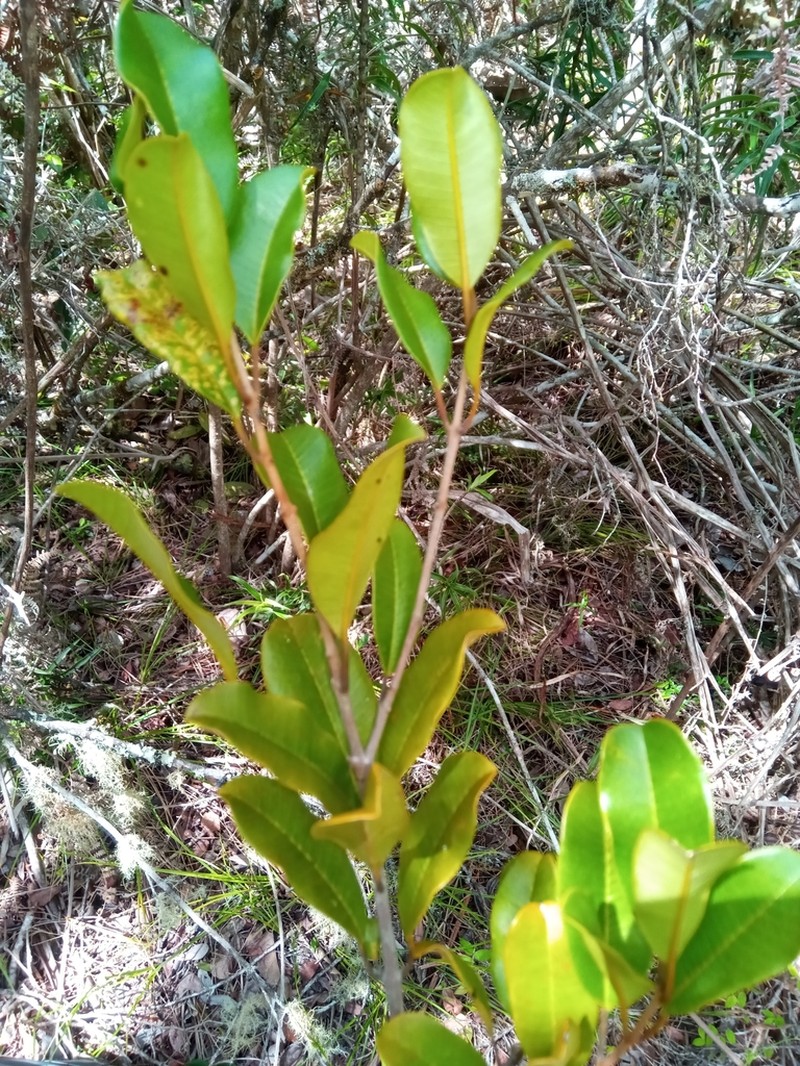 Abrahamia ditimena photo 3