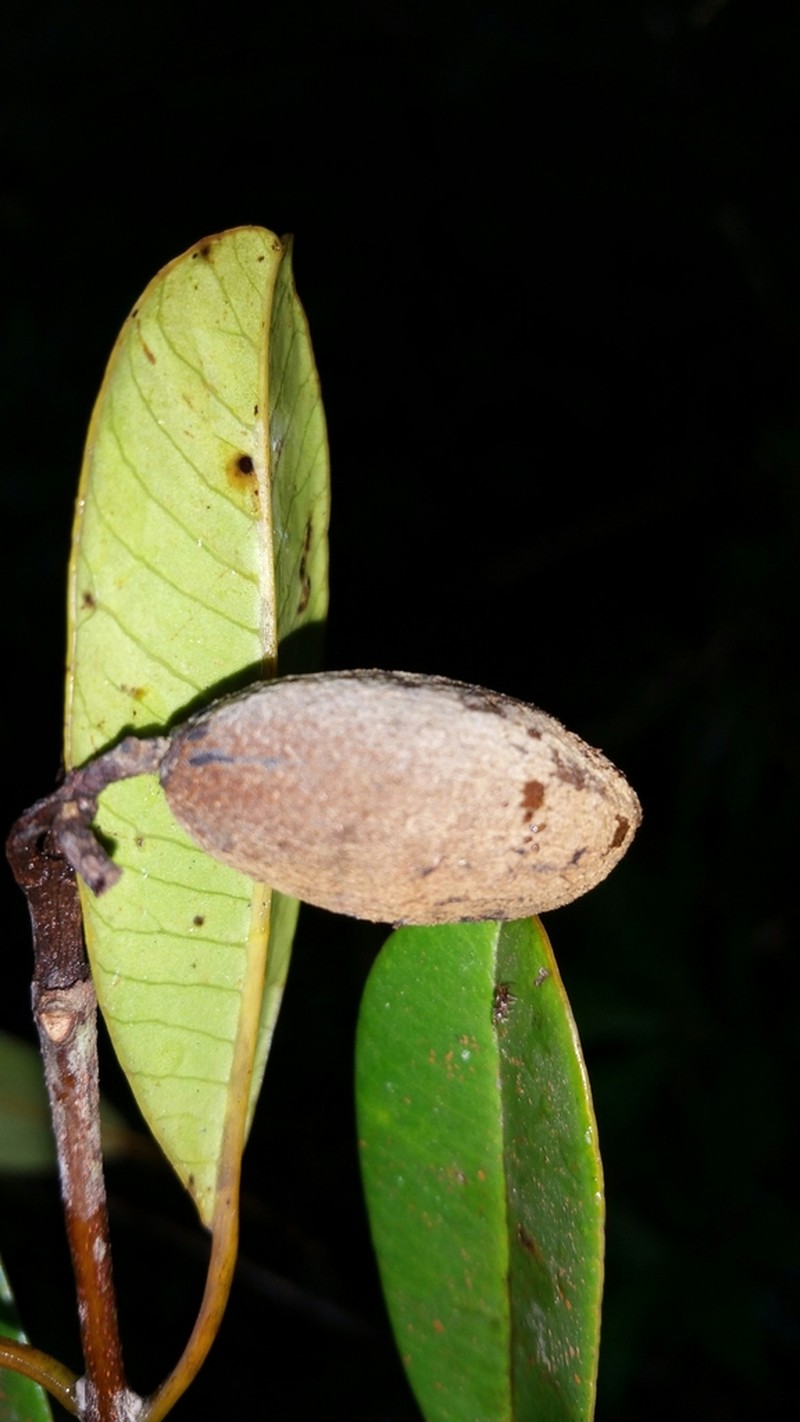 Abrahamia ditimena photo 4