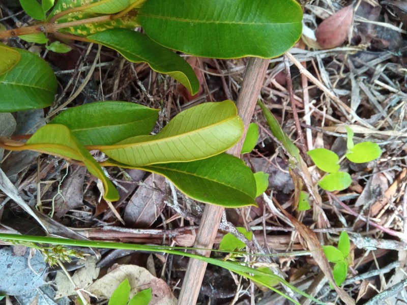Abrahamia ditimena photo 6