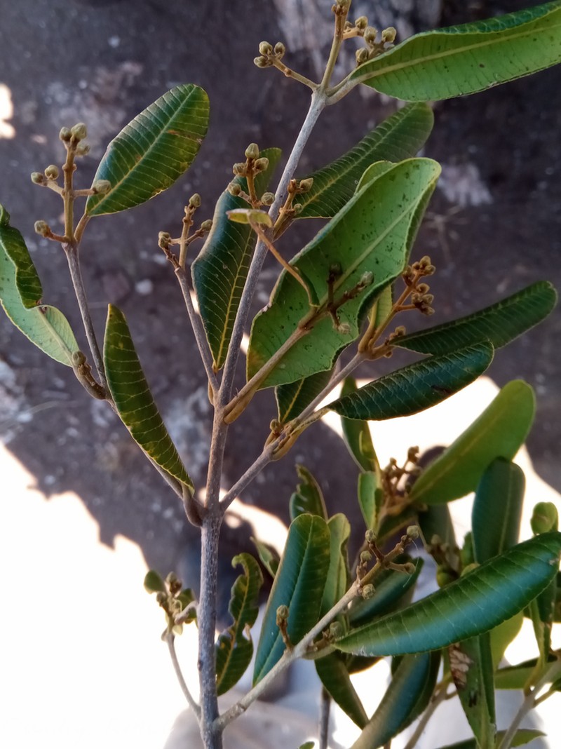Abrahamia ditimena photo 7