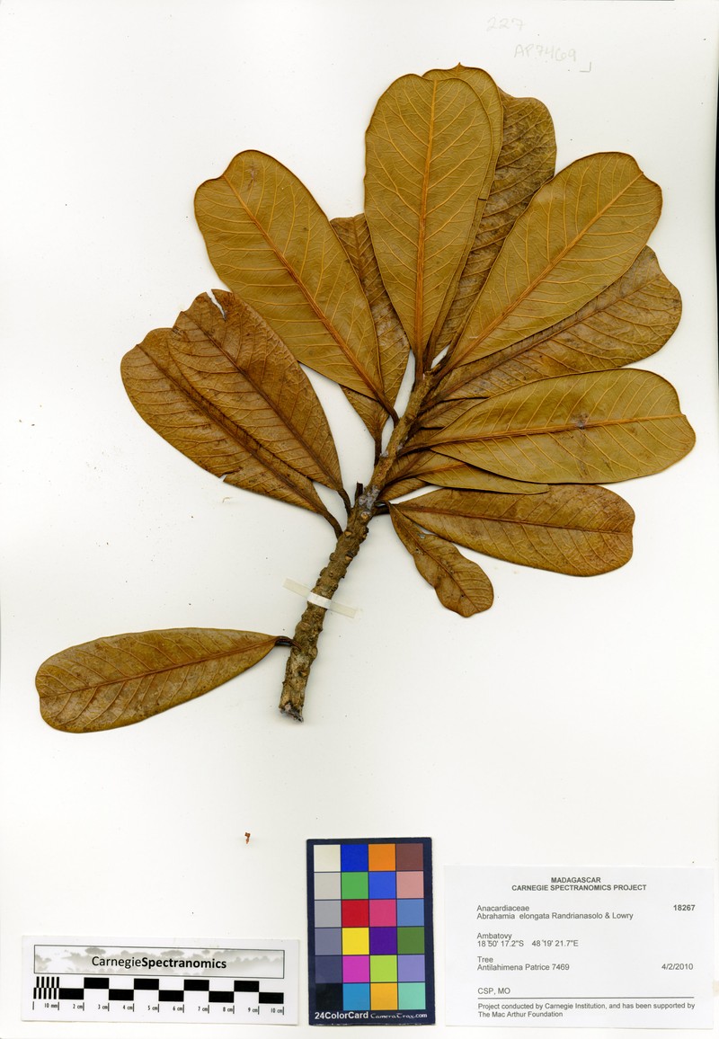 Abrahamia elongata