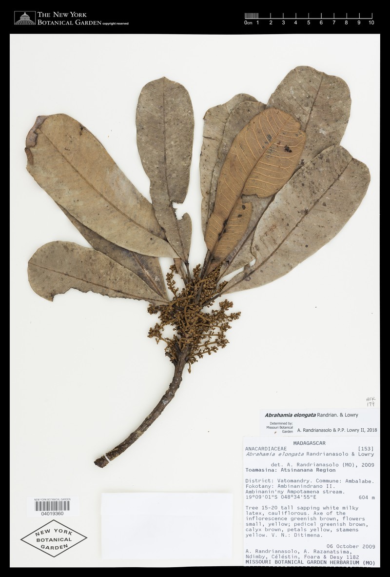 Abrahamia elongata photo 2