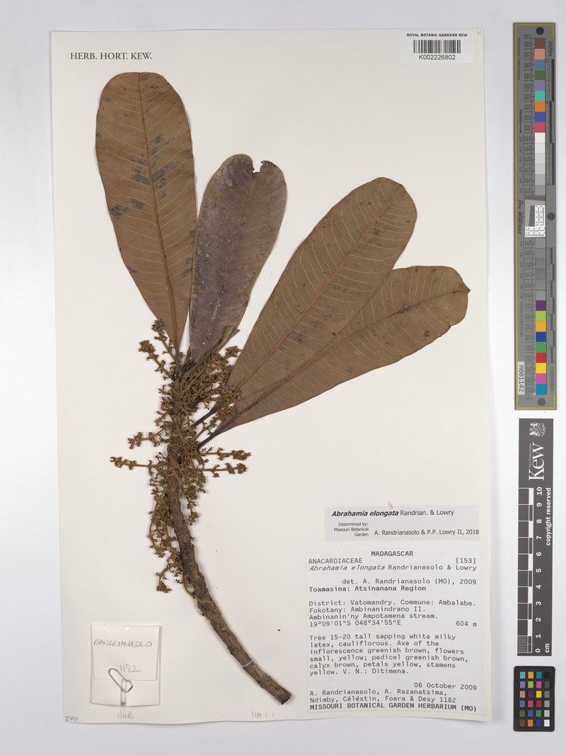 Abrahamia elongata photo 3