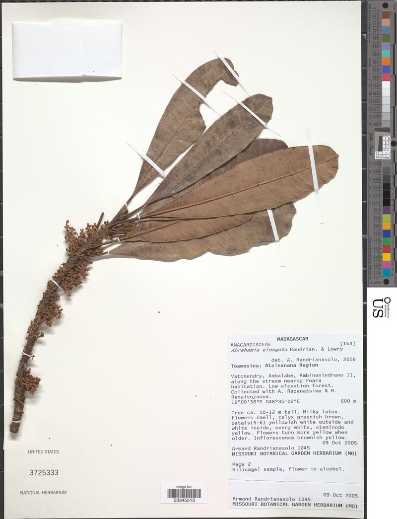 Abrahamia elongata photo 8