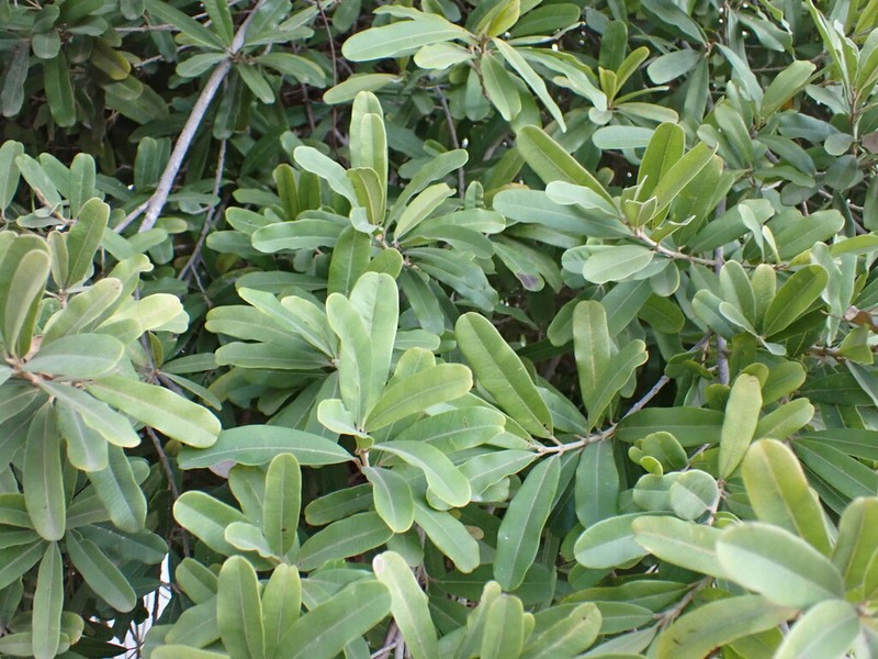 Abrahamia grandidieri