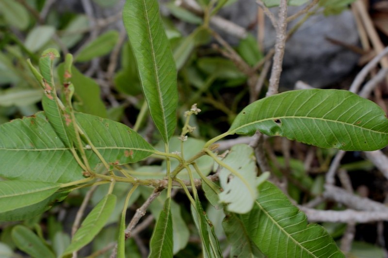 Abrahamia grandidieri photo 3
