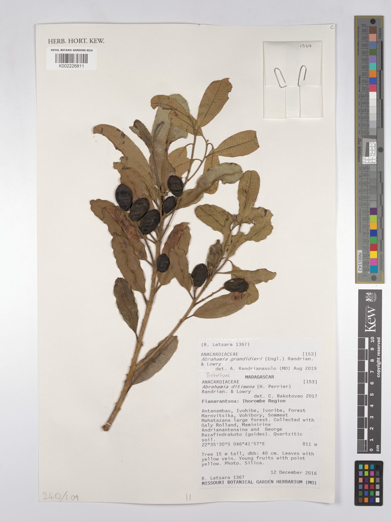 Abrahamia grandidieri photo 4