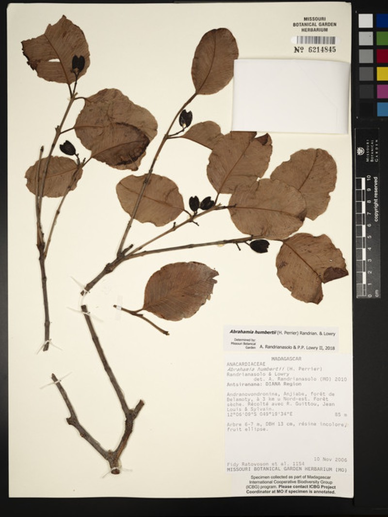 Abrahamia humbertii photo 2