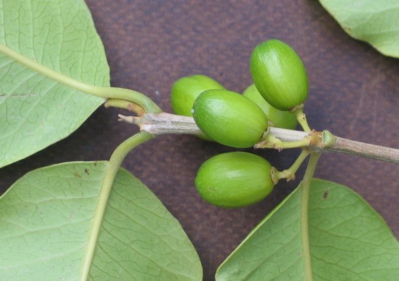 Abrahamia humbertii