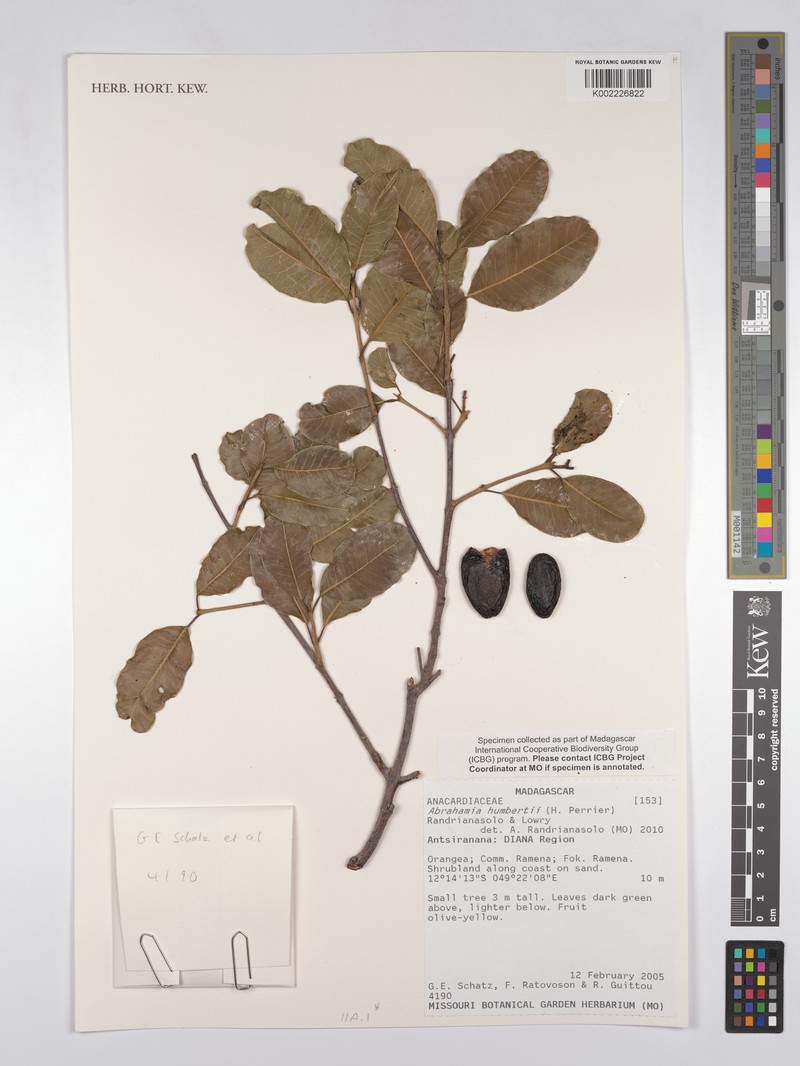 Abrahamia humbertii photo 2
