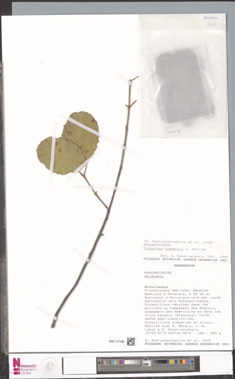Abrahamia humbertii photo 3