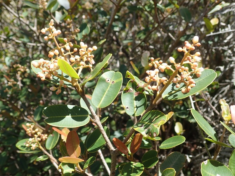 Abrahamia ibityensis photo 3