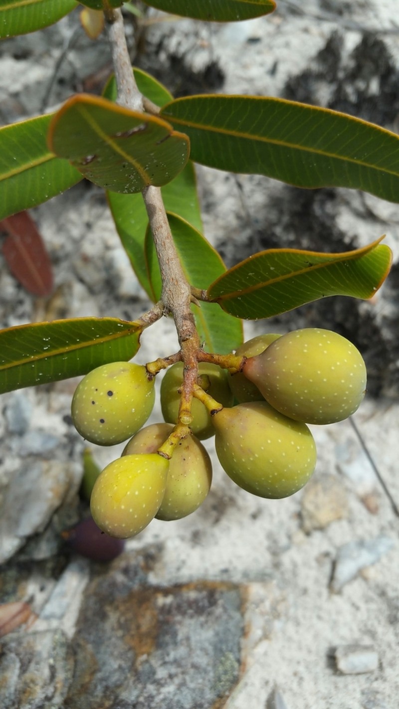 Abrahamia ibityensis photo 4