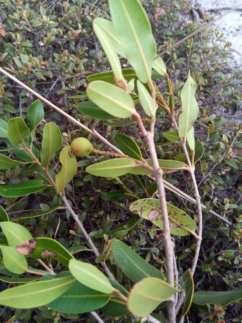 Abrahamia ibityensis photo 5