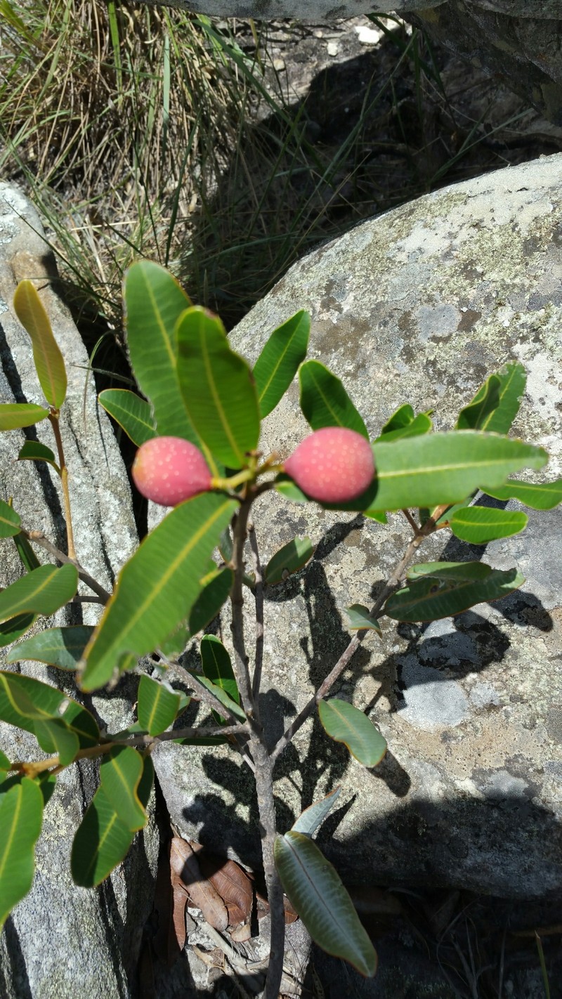 Abrahamia ibityensis photo 8