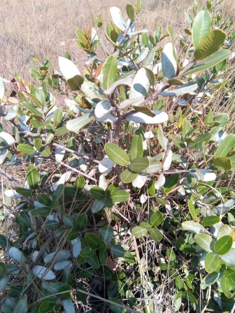 Abrahamia itremoensis