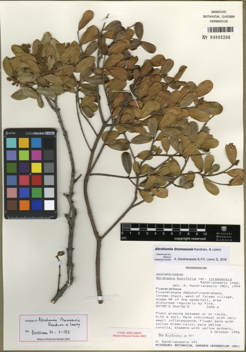 Abrahamia itremoensis photo 2