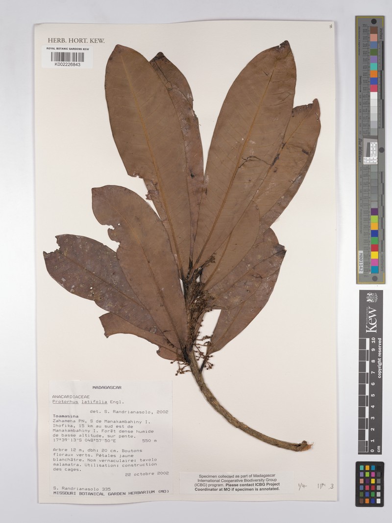 Abrahamia latifolia