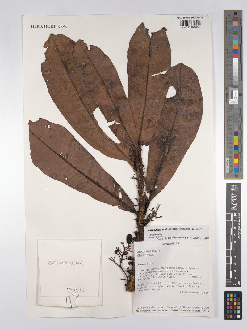 Abrahamia latifolia photo 2