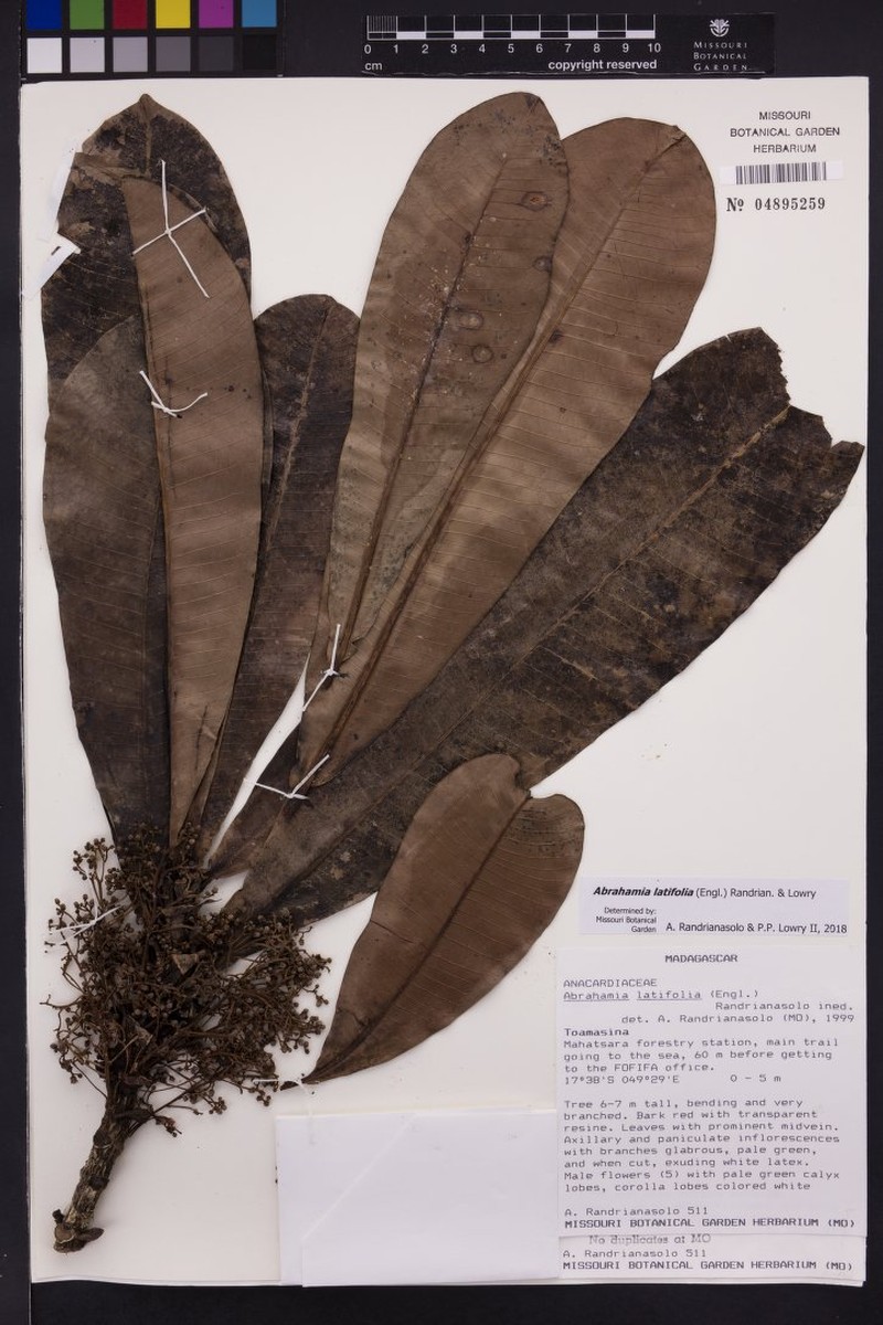 Abrahamia latifolia photo 3