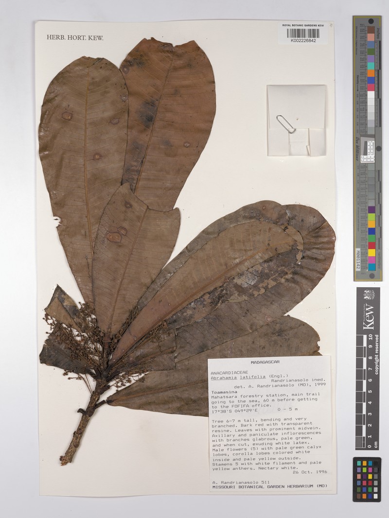 Abrahamia latifolia photo 4