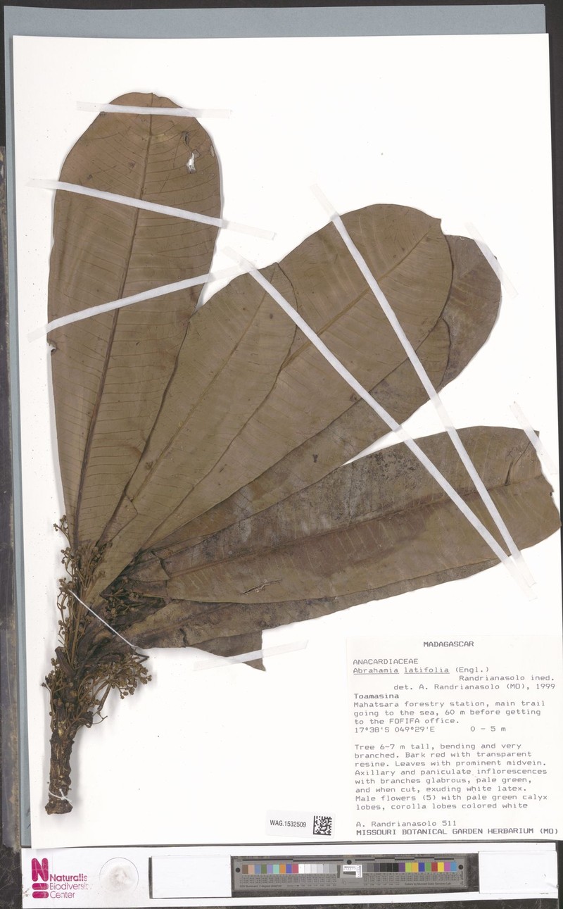 Abrahamia latifolia photo 5