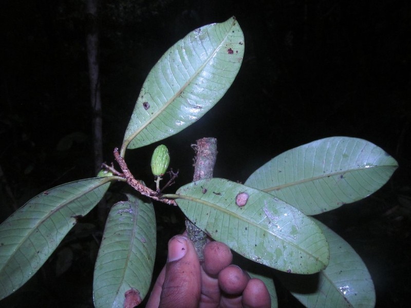 Abrahamia lecomtei