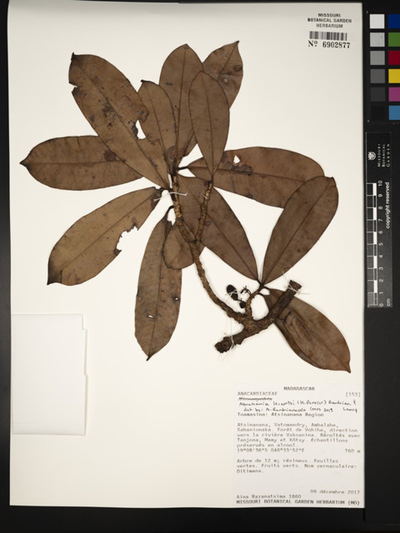 Abrahamia lecomtei photo 2