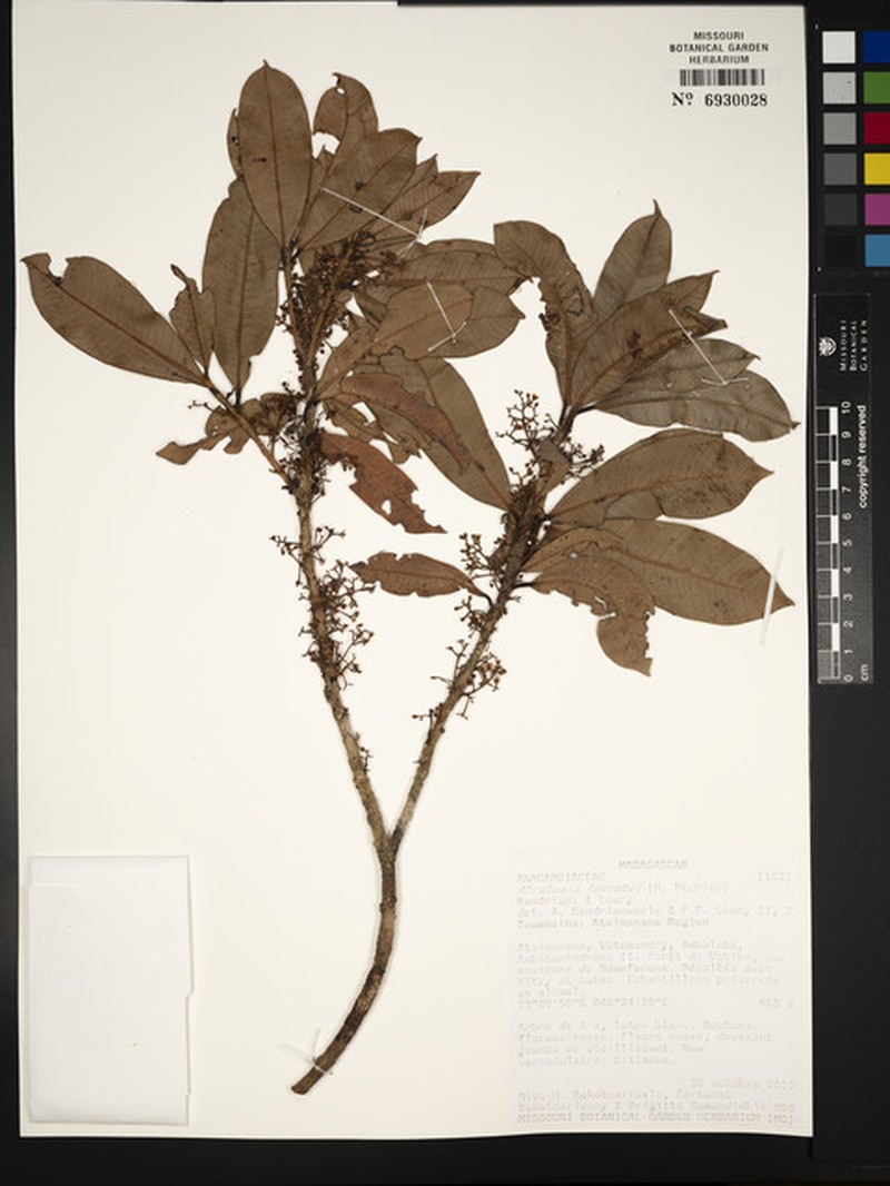 Abrahamia lecomtei photo 3