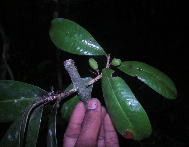 Abrahamia lecomtei