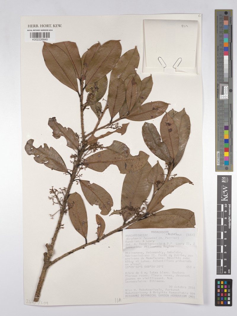 Abrahamia lecomtei photo 2