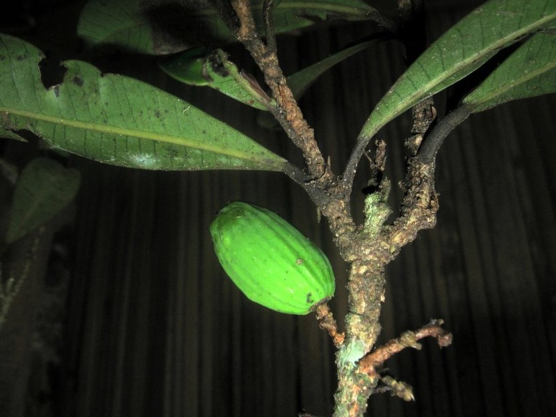 Abrahamia lecomtei photo 3