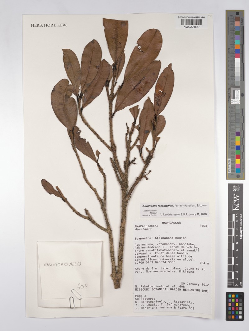 Abrahamia lecomtei photo 4