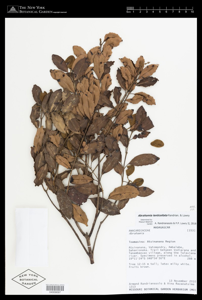 Abrahamia lenticellata
