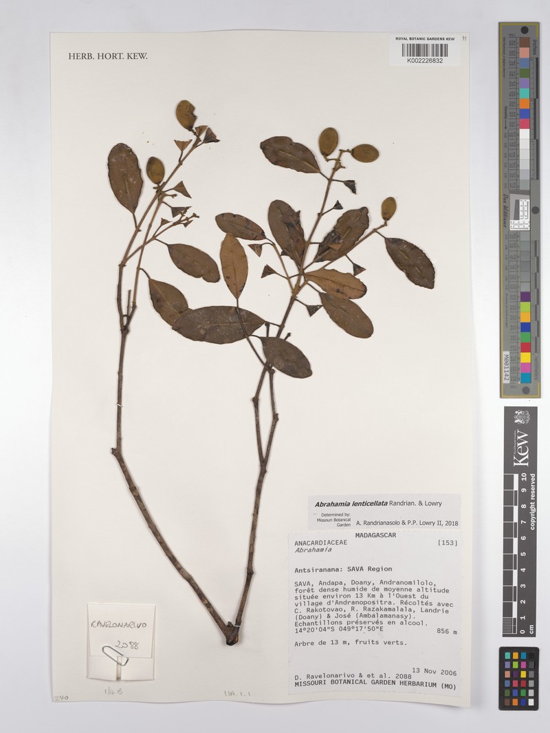 Abrahamia lenticellata photo 2