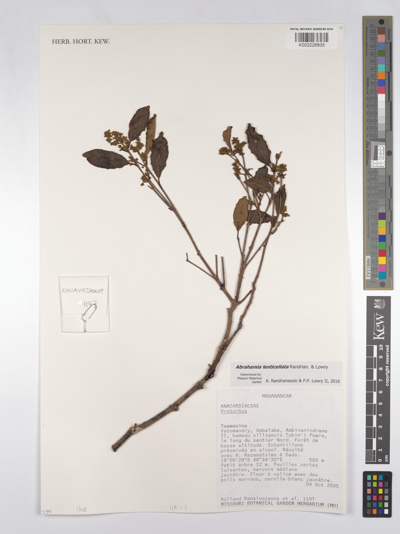 Abrahamia lenticellata photo 3