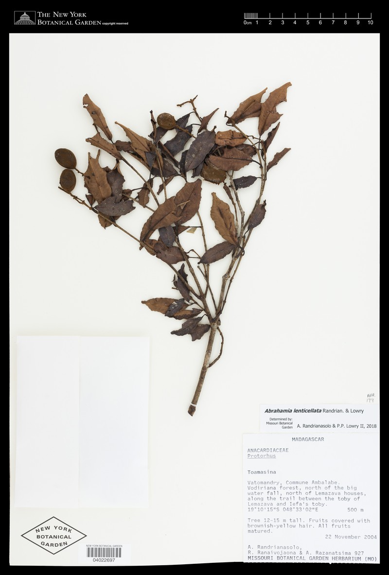 Abrahamia lenticellata photo 4
