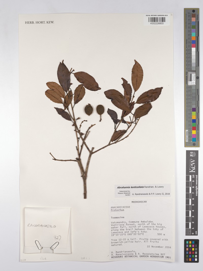 Abrahamia lenticellata photo 5