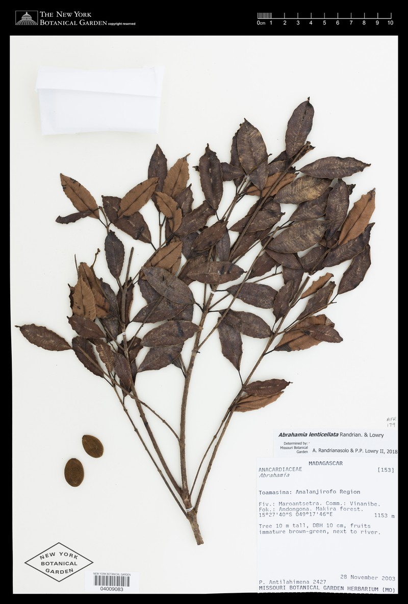 Abrahamia lenticellata photo 6