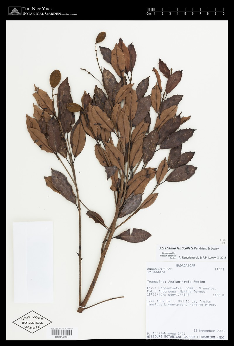 Abrahamia lenticellata photo 7