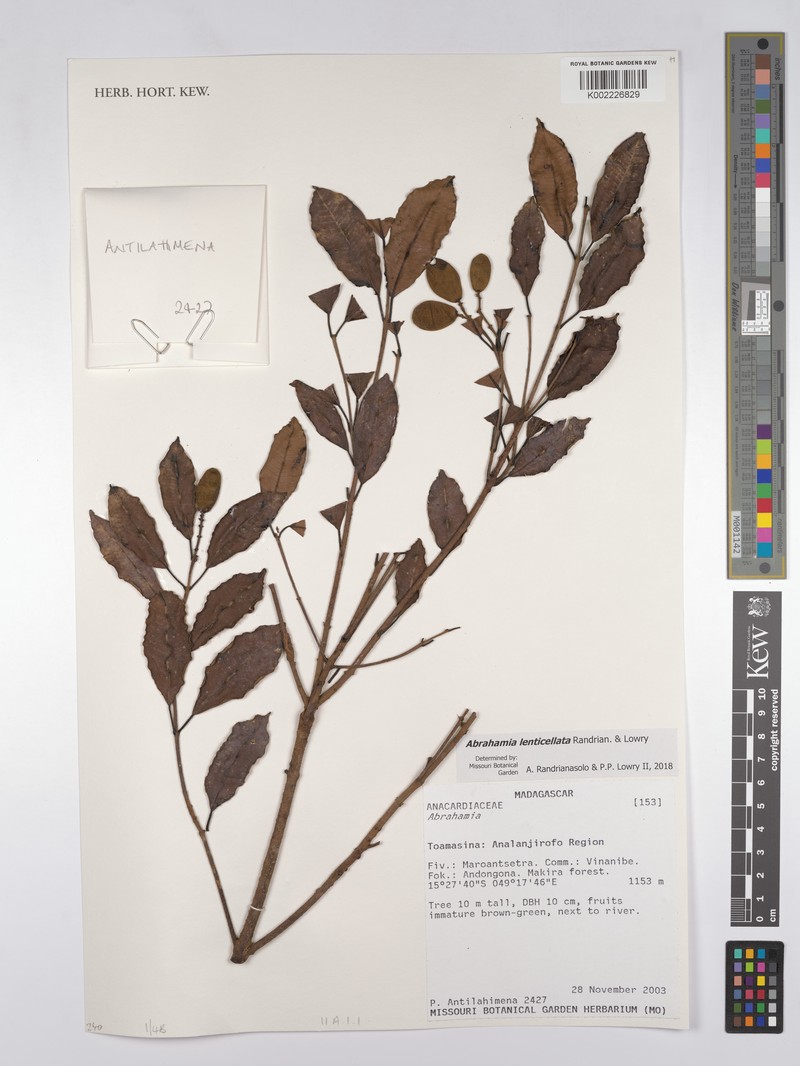 Abrahamia lenticellata photo 8
